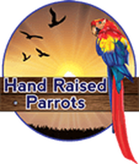 Hand Raised Parrots - Pet Shops In Melbourne