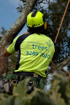 North Brisbane Trees - Tree Surgeons & Arborists In Yugar