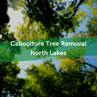 Caboolture Tree Removal - Tree Surgeons & Arborists In Kallangur