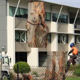 Assurance Trees - Tree Surgeons & Arborists In Thornton