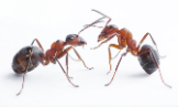 Ants Control Melbourne - Pest Control In Melbourne