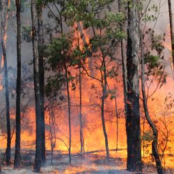 Is Your Property Bushfire Prepared?