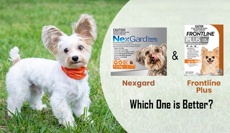 Nexgard and Frontline Plus – Which One is Better?