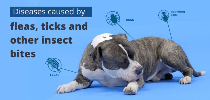 Diseases Caused by Fleas, Ticks and Other Insect Bites