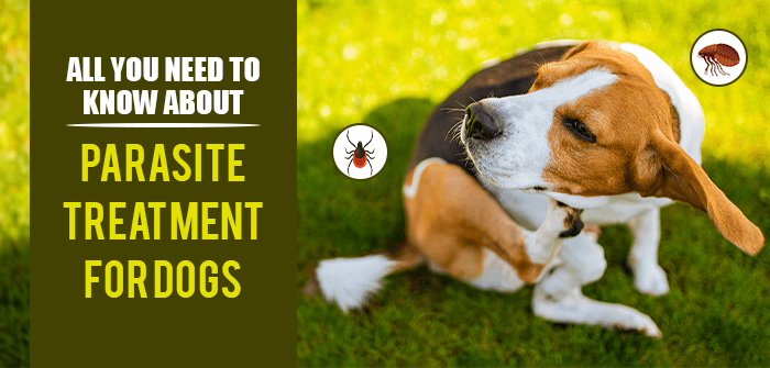 All You Need to Know About Parasite Treatment for Dogs
