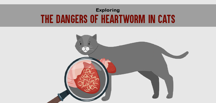 Exploring the Dangers of Heartworm in Cats