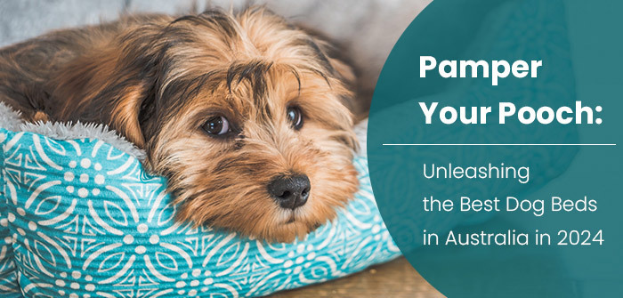 Pamper Your Pooch: Unleashing the Best Dog Beds in Australia in 2024