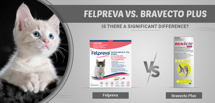 Felpreva vs. Bravecto Plus: Is There a Significant Difference?
